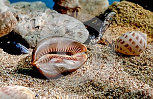 Mauritia Mauritiana seashell underwater