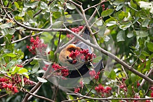 Mauritian fruit bat or flying fox, pteropus niger