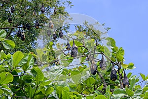 Mauritian fruit bat or flying fox, pteropus niger