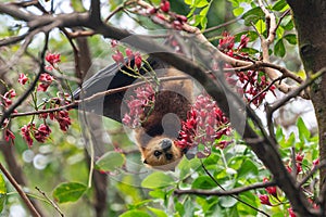 Mauritian fruit bat or flying fox, pteropus niger