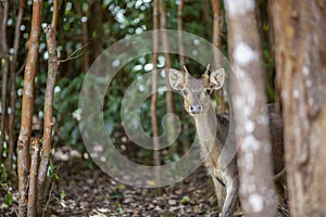 Mauritian wild deer roaming in the wild.