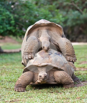 Mauritius.Big Seychelles turtle.Close up