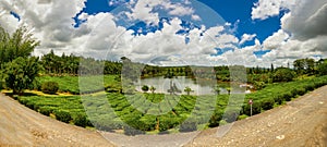 Mauritius, Bois Cheri, a panoramic photo of the famous tea plantation at a blue sky day. photo