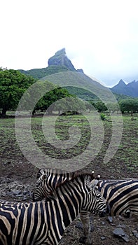 Mauritius casela zebra parc island