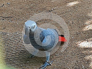 Mauritius island casela beautiful colourful birds