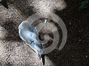 Mauritius island casela beautiful pigeon