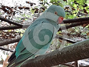 Mauritius island casela parrot