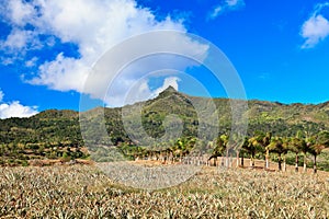 Mauritius landscape