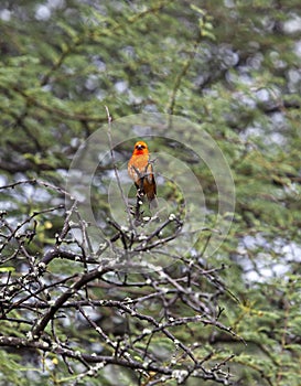 Mauritius, Madagascar Fody (Foudia madagascariensis)