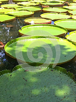 Mauritius Victoria amazonica