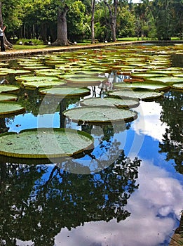 Mauritius Victoria amazonica