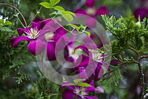 Mauve Clematis Climbing Into The Evergreen