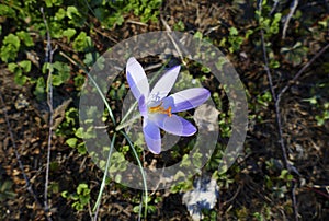 Mauve, extremist violet coloured crocuses, flower carpet on  meadow