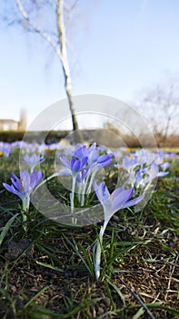 Mauve, extremist violet coloured crocuses, flower carpet on  meadow