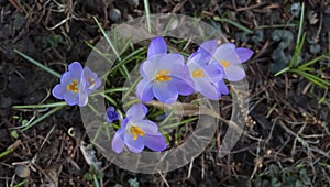 Mauve, extremist violet coloured crocuses, flower carpet on meadow