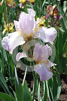 Mauve flower of bearded iris
