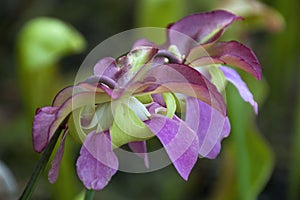 Mauve flower of a pitfall plant