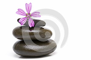A mauve flower on three stones. photo