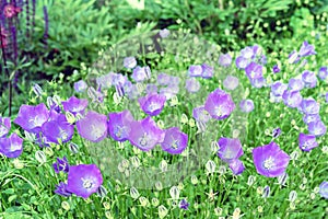 Mauve flowers Campanula or bluebell blooms in the summer garden.