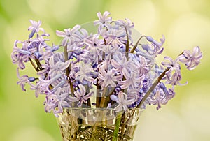Mauve Hyacinthus orientalis flowers (common hyacinth, garden hyacinth or Dutch hyacinth) in a transparent vase, close up
