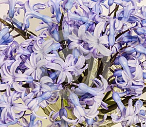 Mauve Hyacinthus orientalis flowers (common hyacinth, garden hyacinth or Dutch hyacinth) in a transparent vase, close up