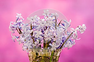 Mauve Hyacinthus orientalis flowers (common hyacinth, garden hyacinth or Dutch hyacinth) in a transparent vase, close up