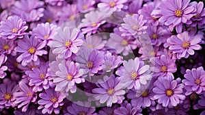 mauve light purple flowers
