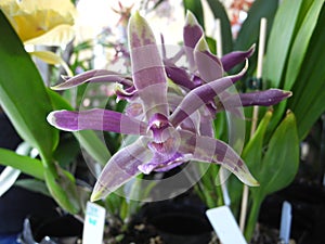 Mauve orchid flower blooming