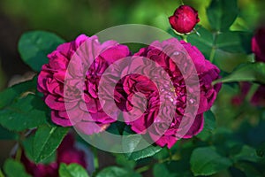 Mauve pink Darcey Bussel roses in rose garden photo