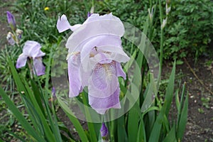 Mauve pink flower of Iris germanica
