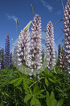 Mauve and pink lupins - lupinus - and wild grasses against the background of a blue sky in New Brunswick