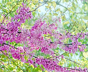 Mauve, purple Cercis siliquastrum tree flowers, commonly known as the Judas tree