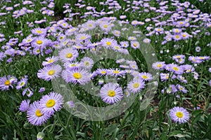 Mauve ray florets surrounding yellow disc florets of aspen fleabane