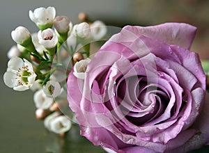 Mauve rose in bloom