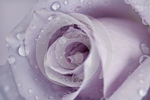 Close up of a mauve rose