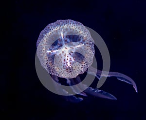 Mauve Stinger jellyfish Pelagia noctiluca