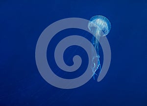 A Mauve Stinger jellyfish Pelagia noctiluca in the Mediterranean Sea