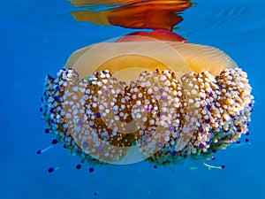 A Mauve stinger jellyfish Pellagia noctiluca floating in the current of the mediterranean sea.fried egg jellyfish