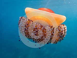 A Mauve stinger jellyfish Pellagia noctiluca floating in the current of the mediterranean sea.fried egg jellyfish