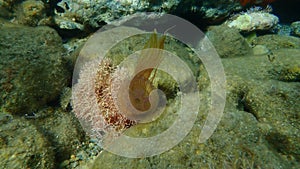 Mauve stinger or night-light jellyfish, purplestripped jelly, purple jellyfish Pelagia noctiluca undersea