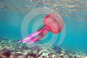 Mauve stinger purple jellyfish - Pelagia noctiluca