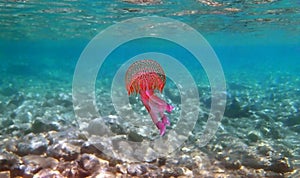 Mauve stinger purple jellyfish - Pelagia noctiluca