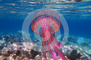 Mauve stinger purple jellyfish - Pelagia noctiluca