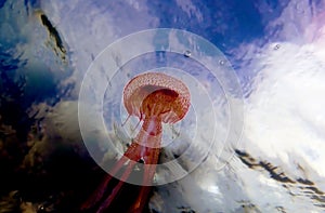 Mauve stinger purple jellyfish - Pelagia noctiluca