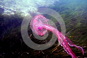 Mauve stinger purple jellyfish - Pelagia noctiluca