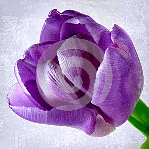 Mauve tulip