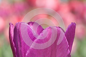 Mauve tulip macro