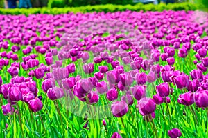 Mauve tulips