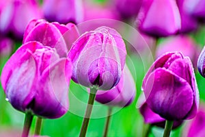 Mauve tulips in the morning