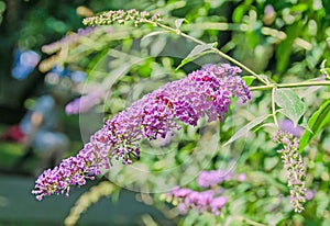 Mauve, violet flowers of Buddleja davidii, summer lilac